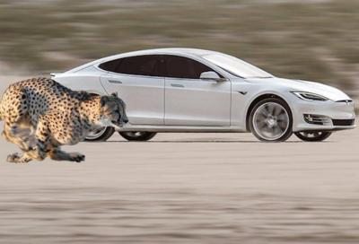 Tesla Model S: ora scatta come un ghepardo